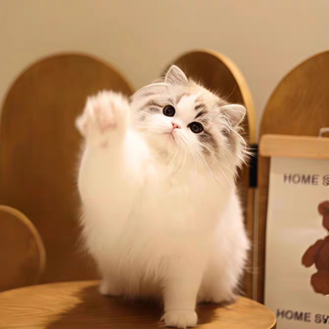 猫舍直销批发价格出售布偶猫